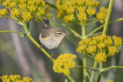 Willow warbler - Phylloscopus trochilus