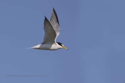 Little tern - Sternula albifrons