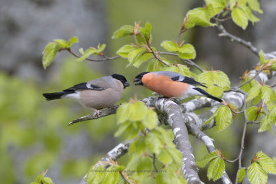 Bullfinch - Pyrrhula pyrrhula