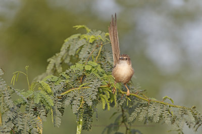 Common Babbler - Turdoides caudatus