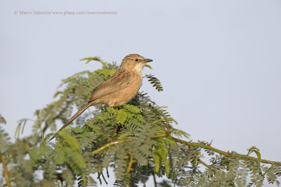 Common Babbler - Turdoides caudatus