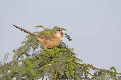 Common Babbler - Turdoides caudatus