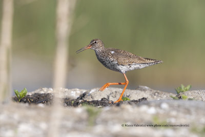 Redshank - Tringa totanus