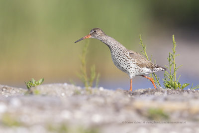 Redshank - Tringa totanus