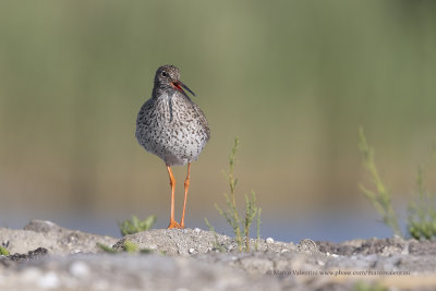 Redshank - Tringa totanus