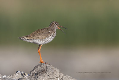 Redshank - Tringa totanus