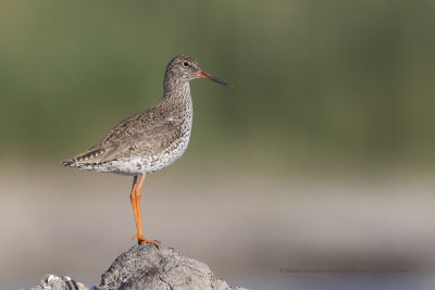 Redshank - Tringa totanus