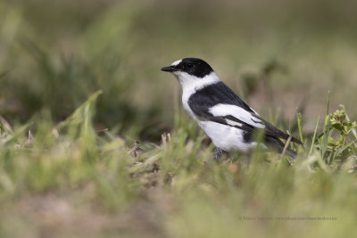 Collared Flycatcher - Ficedula albicollis