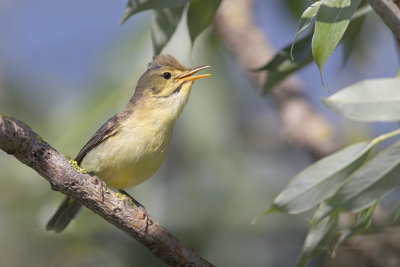 Melodious Warbler - Hippolais polyglotta