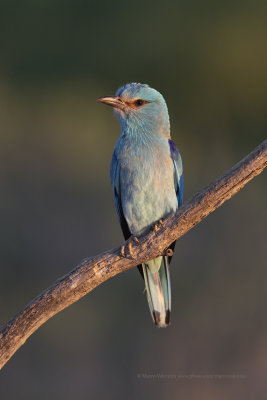 European roller - Coracias garrulus