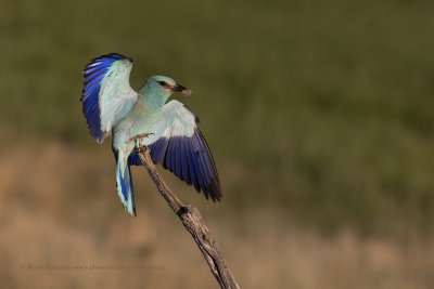 European roller - Coracias garrulus