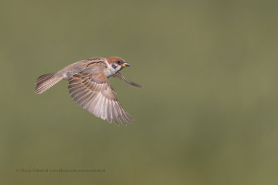 Tree sparrow - Passer montanus