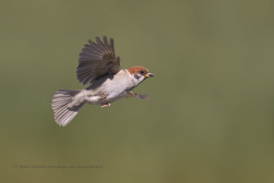 Tree sparrow - Passer montanus