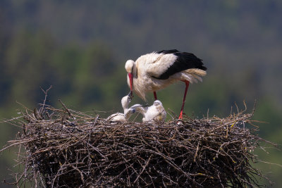 White stork - Ciconia ciconia