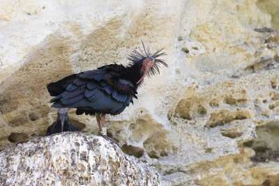 Northern bald Ibis - Geronticus eremita