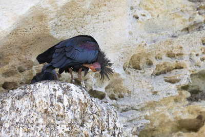 Northern bald Ibis - Geronticus eremita