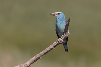 European roller - Coracias garrulus