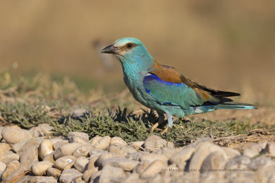 European roller - Coracias garrulus