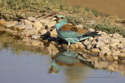 European roller - Coracias garrulus