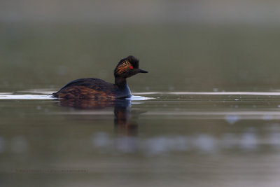 Black-necked greebe - Podiceps nigricollis