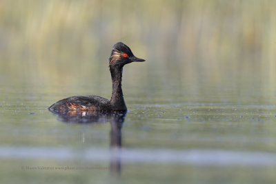 Black-necked greebe - Podiceps nigricollis