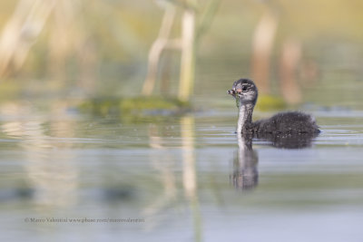 Black-necked greebe - Podiceps nigricollis