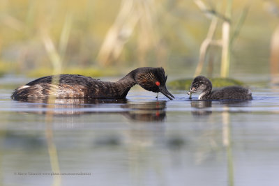 Black-necked greebe - Podiceps nigricollis