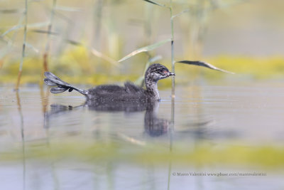 Black-necked greebe - Podiceps nigricollis