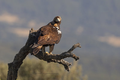 Spanish Imperial eagle - Aquila adalberti