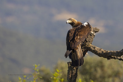Spanish Imperial eagle - Aquila adalberti
