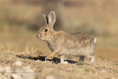 European wild rabbit - Oryctolagus cuniculus
