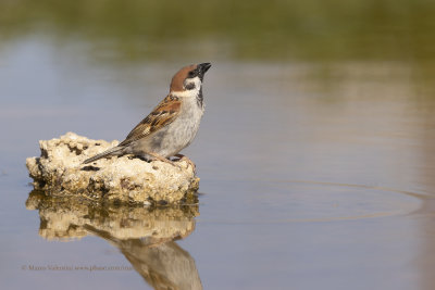 Tree sparrow - Passer montanus