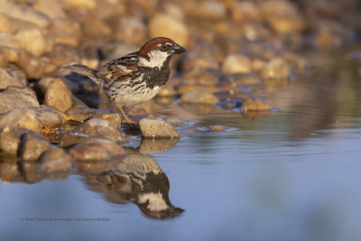 Spanish Sparrow - Passer hispaniolensis