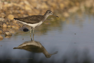 Green Sandpiper - Tringa ochropus