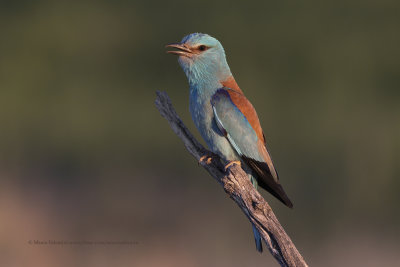 European roller - Coracias garrulus