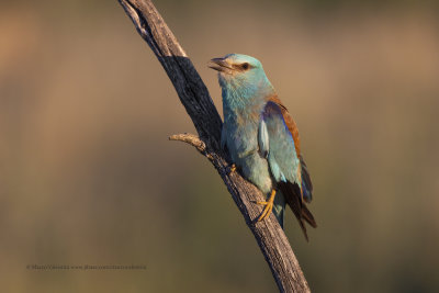 European roller - Coracias garrulus