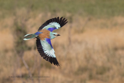 European roller - Coracias garrulus