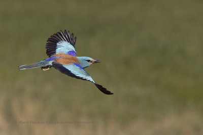 European roller - Coracias garrulus