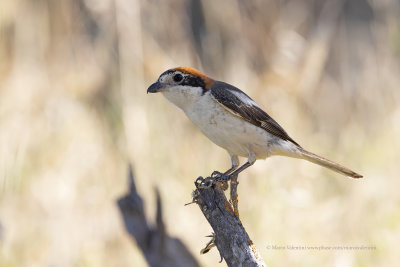 Woodchat shrike - Lanius senator