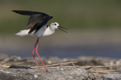 Black-winged stilt - Himantopus himantopus