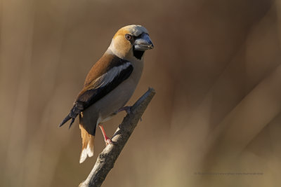 Hawfinch - Coccothraustes coccothraustes