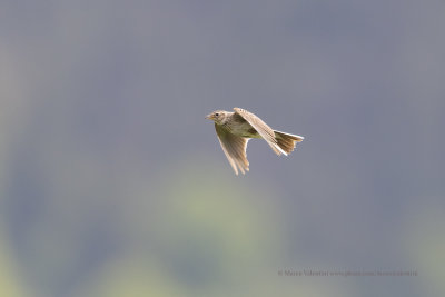 Skylark - Alauda arvensis