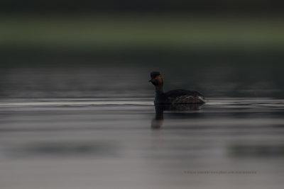 Black-necked greebe - Podiceps nigricollis