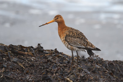 Black-tailed godwit - Limosa limosa