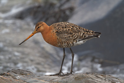 Black-tailed godwit - Limosa limosa