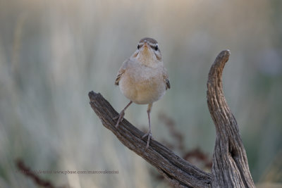 Rufous-tailed Scrub-robin - Cercotrichas galactotes