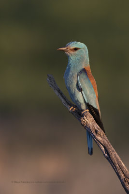 European roller - Coracias garrulus