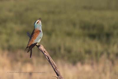 European roller - Coracias garrulus