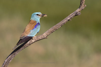 European roller - Coracias garrulus