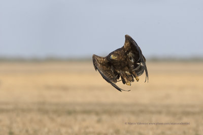 Steppe eagle - Aquila nipalensis